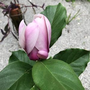 Meet your Posher, Bailey